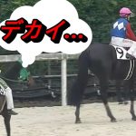 成長が止まらない！ついに日本競馬史上最重量での勝利、ホントに他の馬と同じサラブレットなの？【グラシーナ】