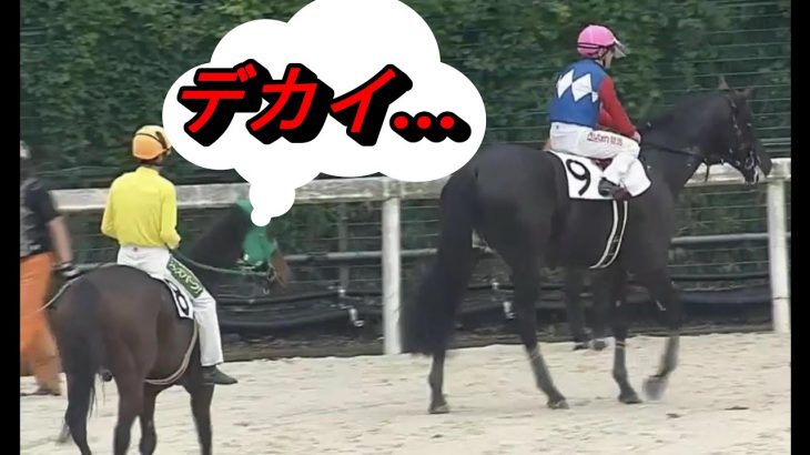 成長が止まらない！ついに日本競馬史上最重量での勝利、ホントに他の馬と同じサラブレットなの？【グラシーナ】