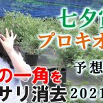 【競馬】七夕賞 プロキオンS 2021 予想(日曜メインの五稜郭Sはブログで）ヨーコヨソー