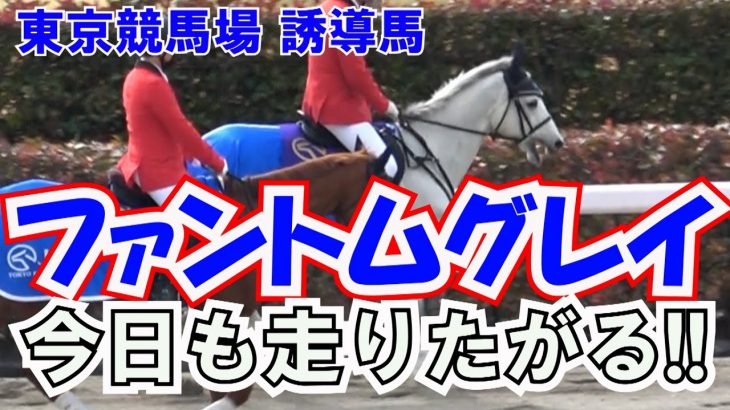 2022 東京競馬場 誘導馬 ファントムグレイ 今日も走りたい⁉ 現地映像