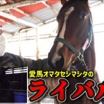 【馬主】斉藤の愛馬オマタセシマシタに強力ライバル登場！馬名は何とアノ人の名前から…？
